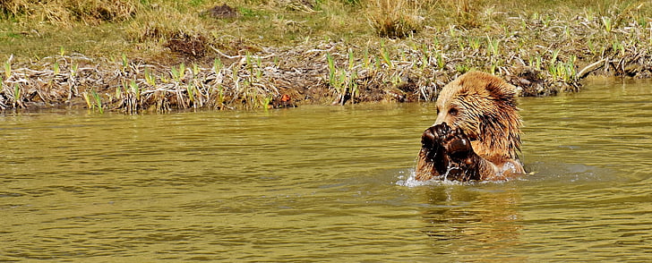 brown animal on body of water