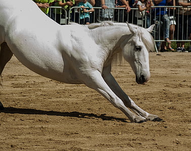 white horse during daytime