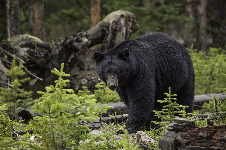 wildlife photgraphy of black bear