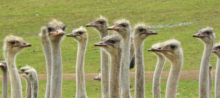 flock of ostrich on green grass field
