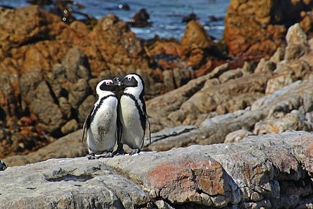 two penguins at the rock formation near sea