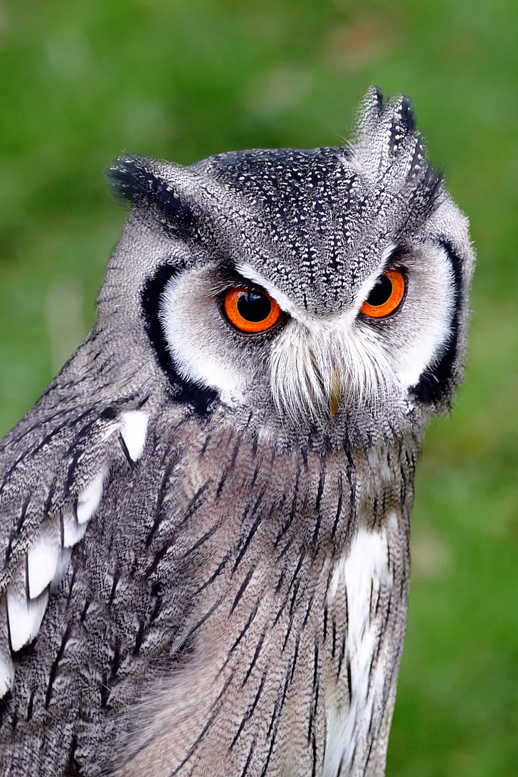 closeup photo of gray and black owl