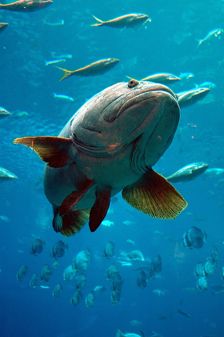green fish underwater photography