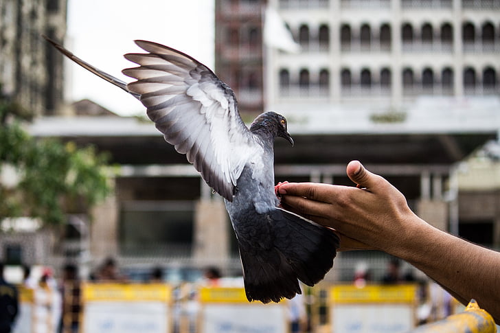 rock dove on person's hand
