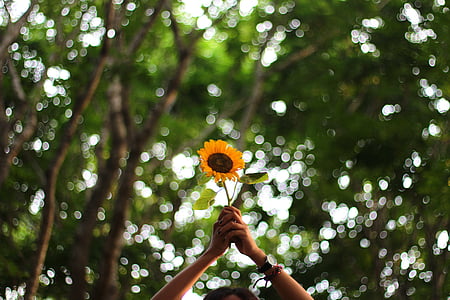 selective focus photo of person holding yellow sunflower