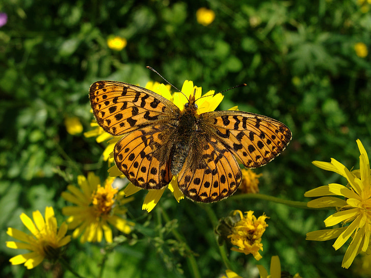 macro photography of orange butterfly on yellow flower