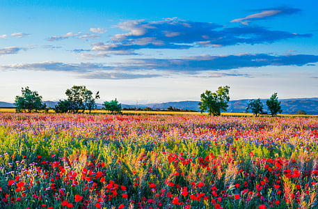 assorted-color flower field during daytime