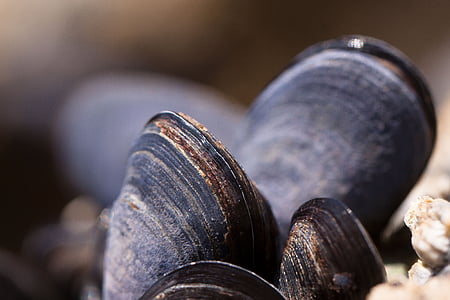 mussels, shells, mytilus, watt area, coastal region, grey