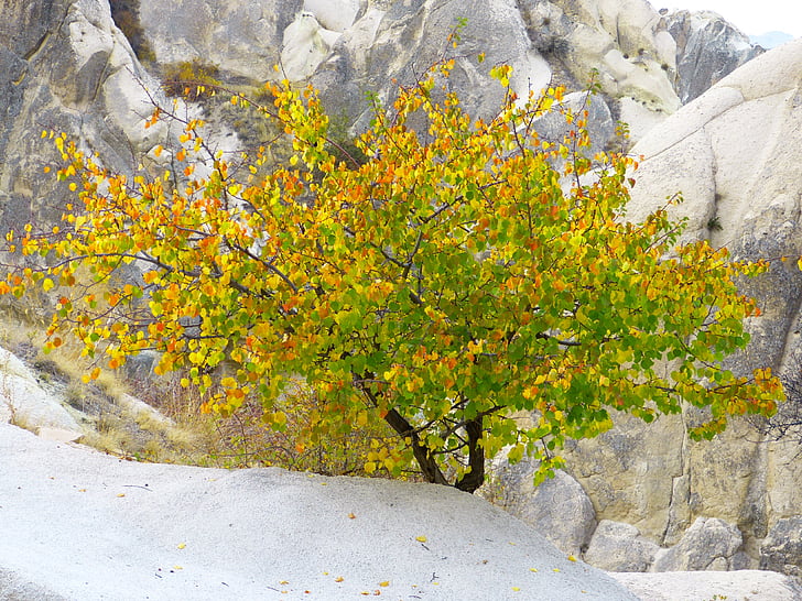 green-and-yellow leafed plant near gray stone