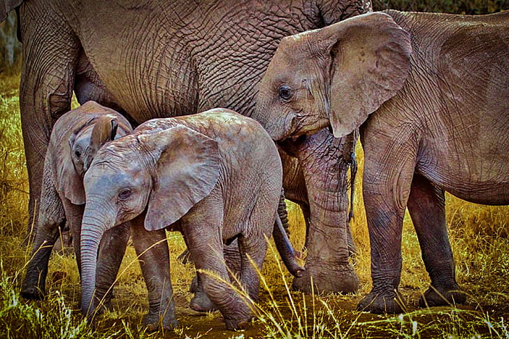 two brown elephant calves beside their parents at daytime