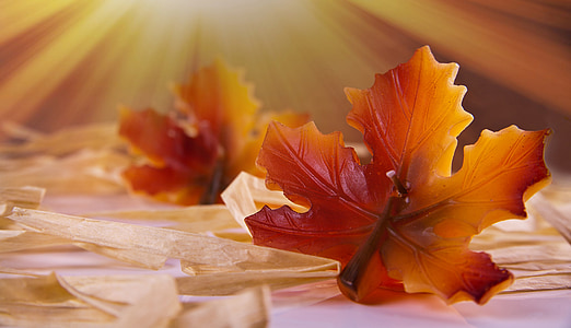 brown maple leaf candles