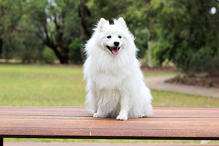 adult long-coated white dog sitting on chair
