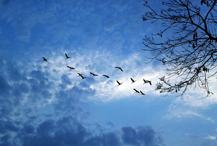 silhouette of birds flying under blue sky