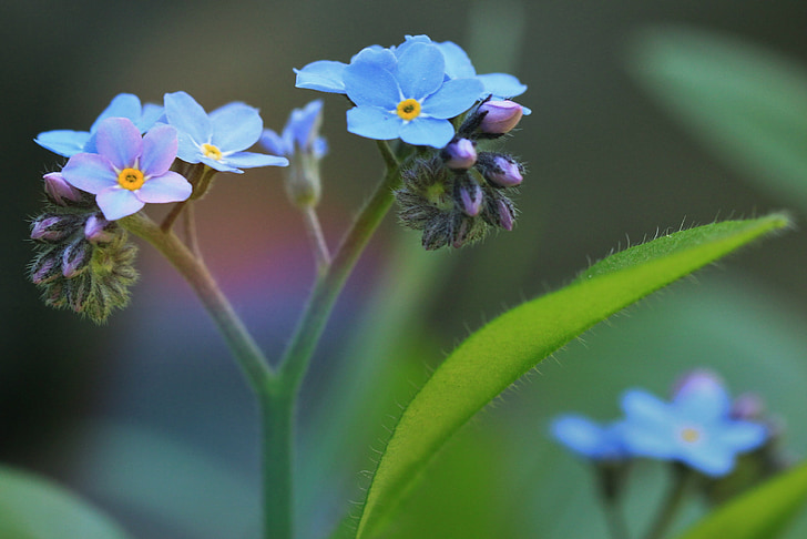 blue flowers in macro photography