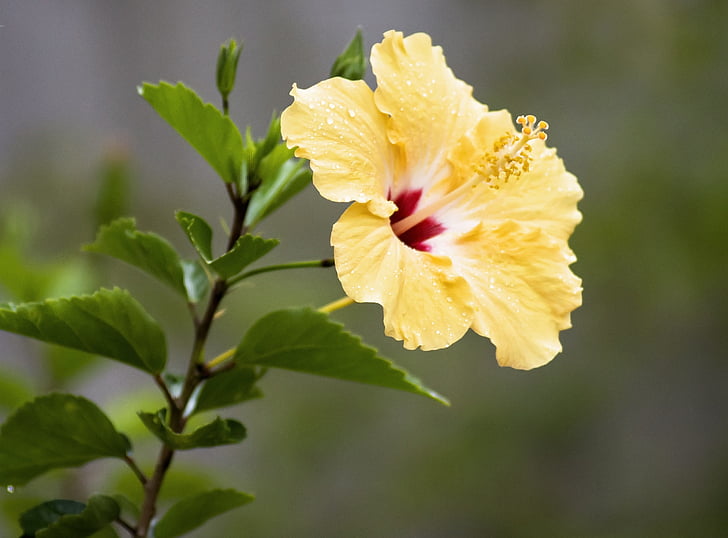 yellow hibiscus plant
