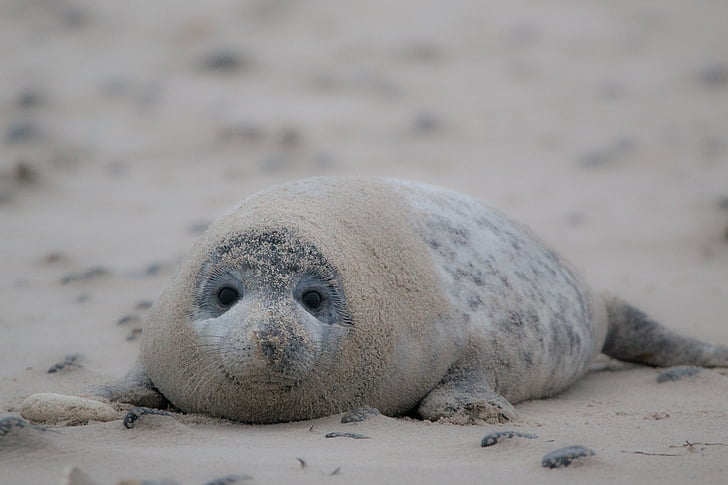 selective focus photo of gray seal lying on brown sands at daytime