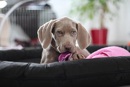 shallow focus photography of brown puppy