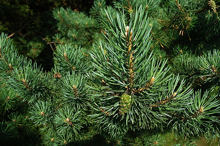 close-up photography of pine tree
