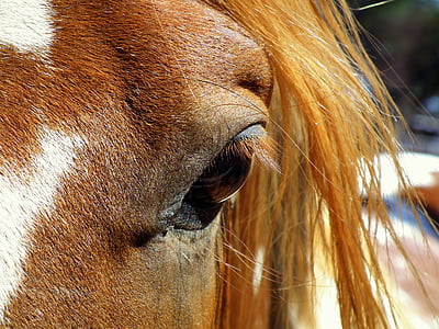close-up photo of brown horse's left eye