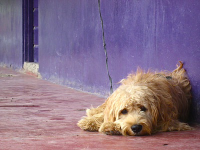 brown dog lying on floor
