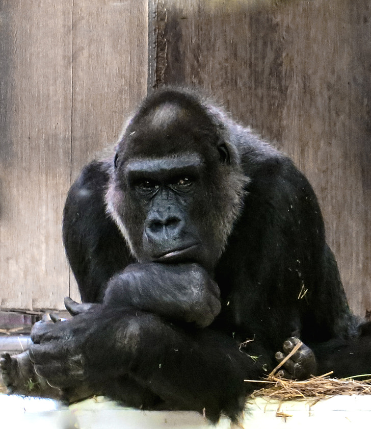 photography of gorilla