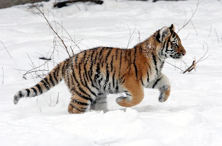 Bengal tiger cub on white snow