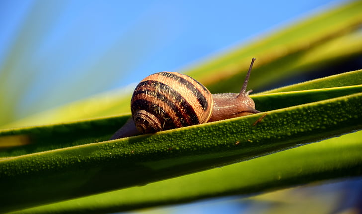 brown garden snail on green leaf in tilt-shift photography