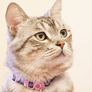 gray tabby cat with pink collar