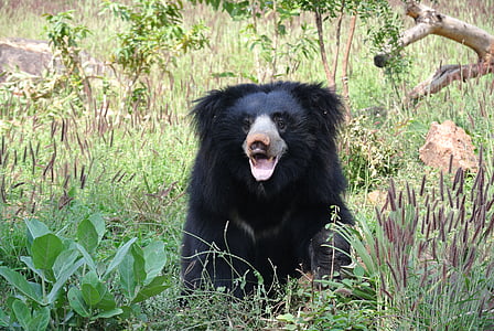 black bear on grass field