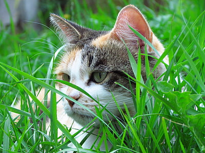 selective focus photography of calico cat lying on lawn at daytime