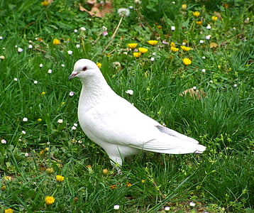 white dove on green grass with flowers