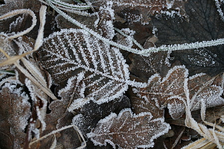 leaf covered with snow