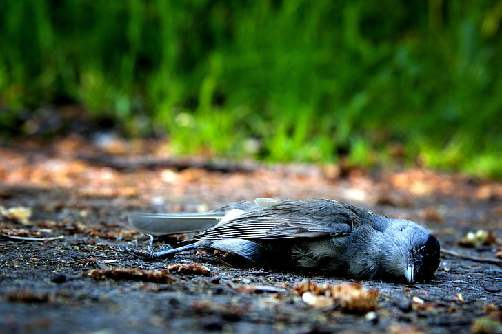 dead gray and black passerine bird