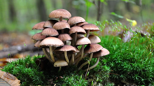 brown mushroom near grass