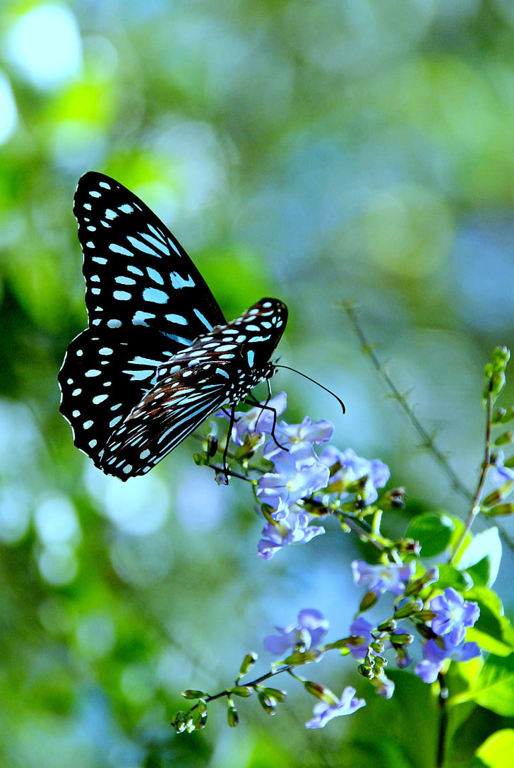 black and blue butterfly perched on blue petaled flower in closeup photography