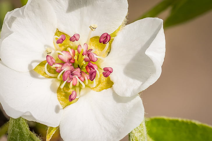 closeup photography of white petaled flowers