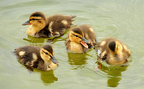 four ducklings floating on body of water