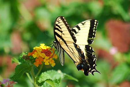 tiger swallowtail butterfly perching on yellow and orange cluster flower at daytime