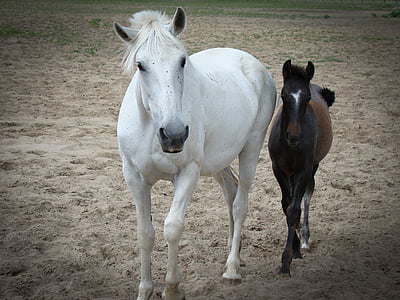 two white and brown horses walking during daytime