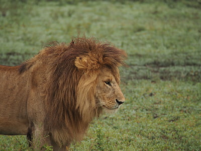 brown lion in the middle of the field