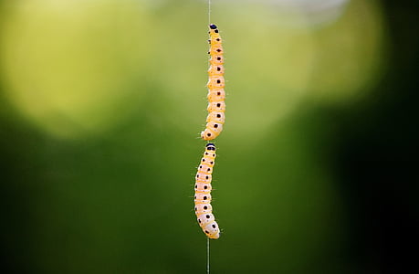 shallow focus photography of two yellow larvae hanging on silk