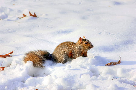 squirrel on ice during day time