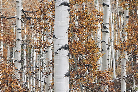 white trees with brown leaves