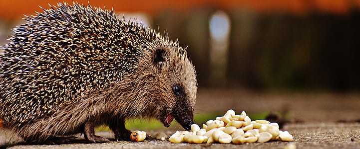 brown hedgehog eating nuts