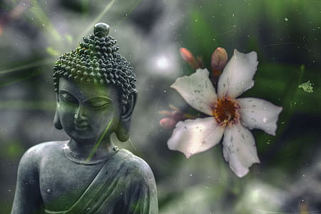 gray Buddha beside white adenium close up photo