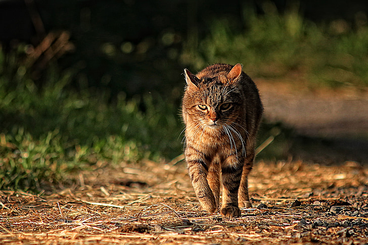 tabby cat walking on pathway