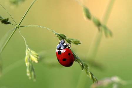 selective focus of red lady bug on green leaf plant