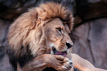 brown lion licking his foot