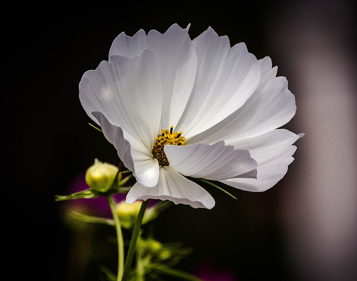 white cosmos flower in bloom close up photo