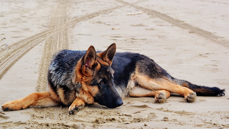 photo of adult black and tan German shepherd laying on sand